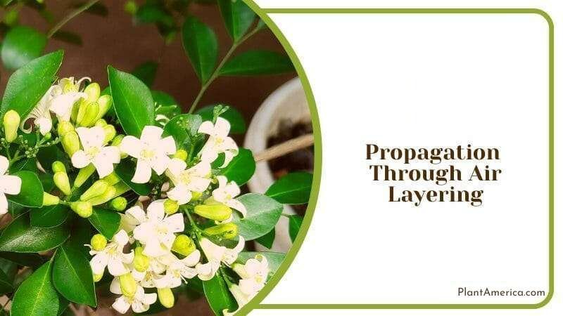 Orange Jasmine production Through Air Plant America