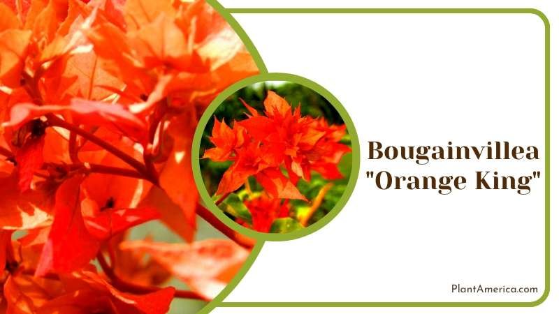 Orange King Bougainvillea Plant America