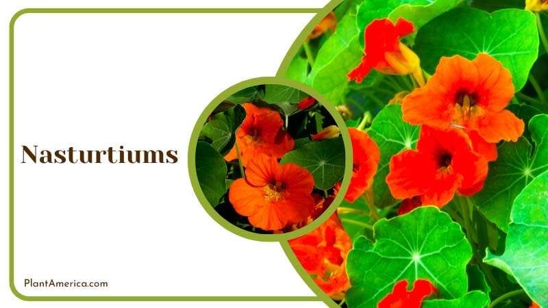 Orange Nasturtiums Flowers PlantAmerica