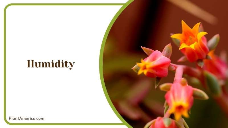 Orange Succulent Flower Plant America