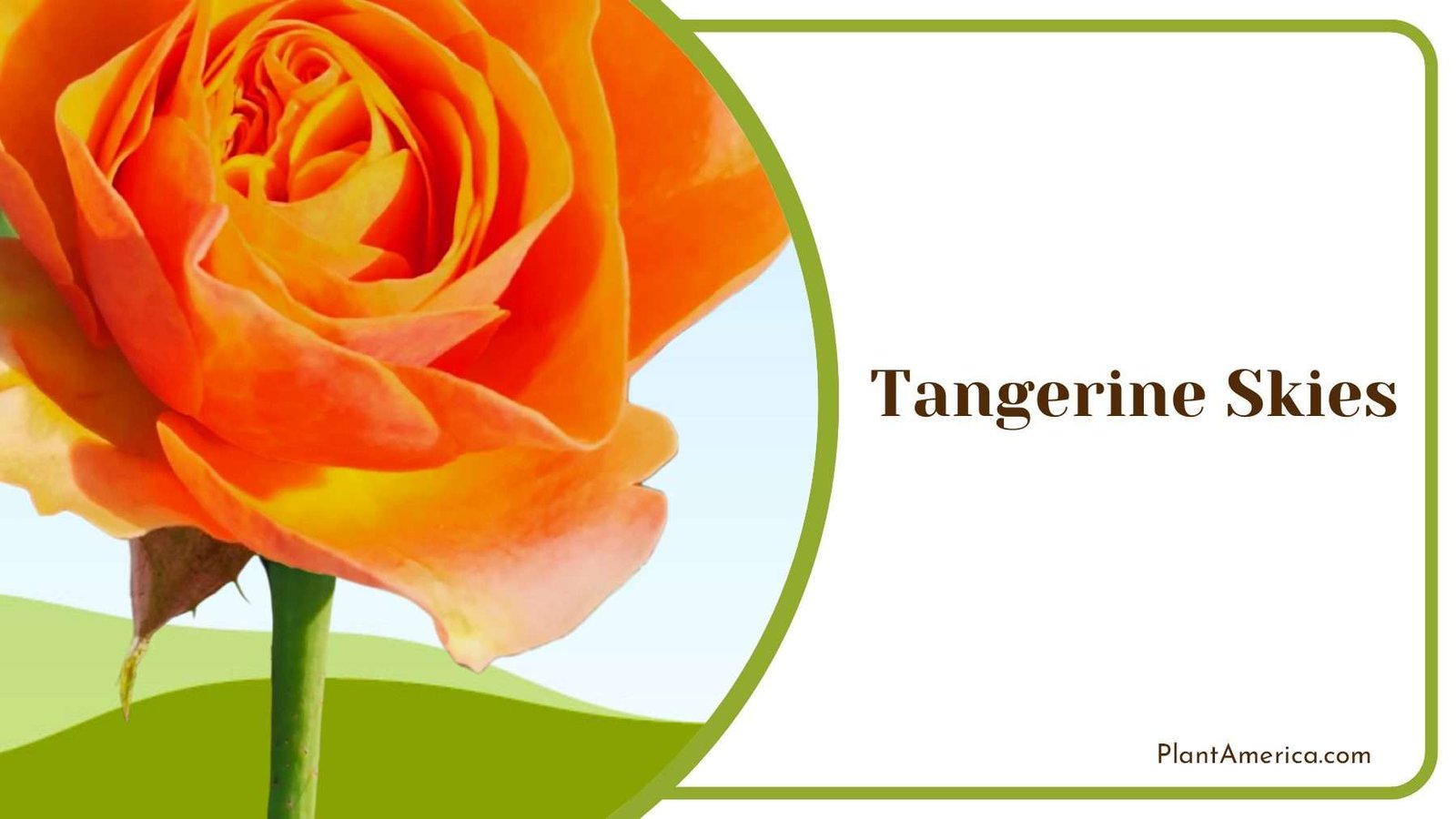 Orange Tangerine Skies Plant America