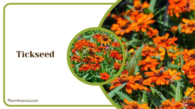Orange Tickseed Flowers Plantamerica