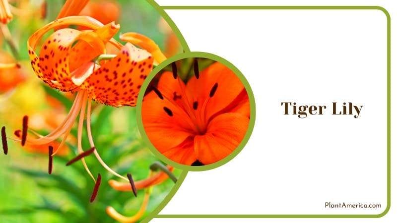 Orange Tiger Lily in Full Bloom Plant America