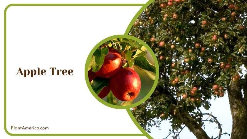 Orchard of Apple Trees Plant America