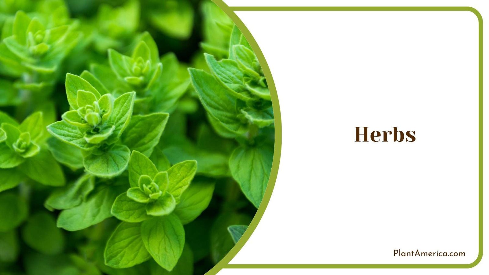 Oregano Herbs Growing in Water Plant America