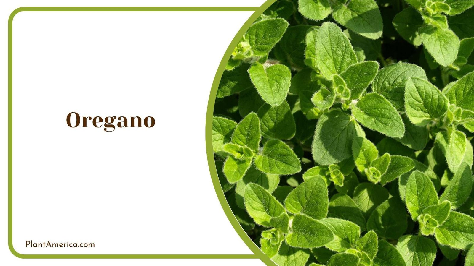 Oregano Plant Plant America Oregano Plant Plant America