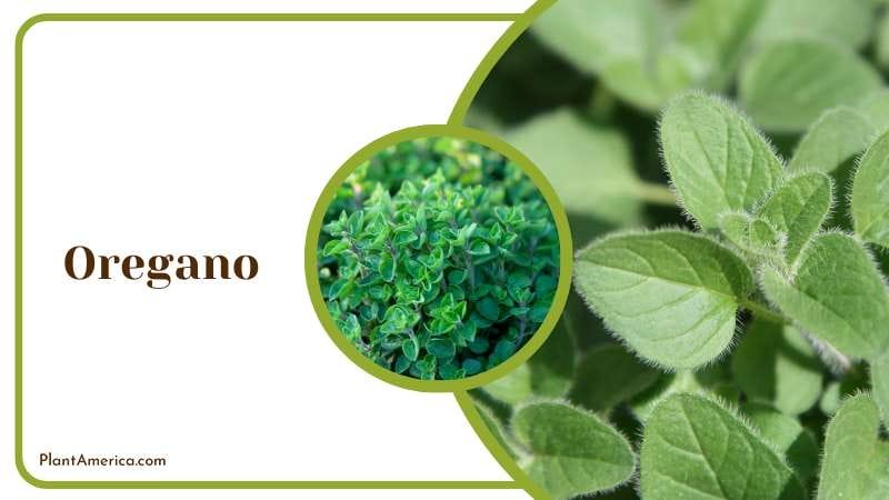 Oregano have purple flowers Plant America