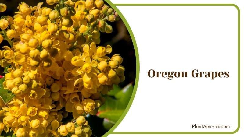 Oregon Grape Berries PlantAmerica
