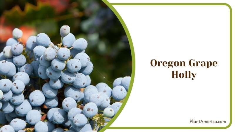 Oregon Grape Holly Plant America