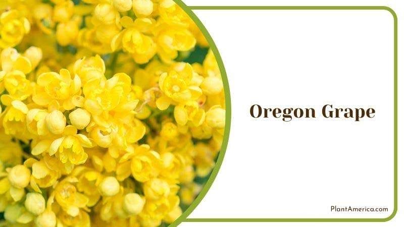 Oregon Grape Plant America