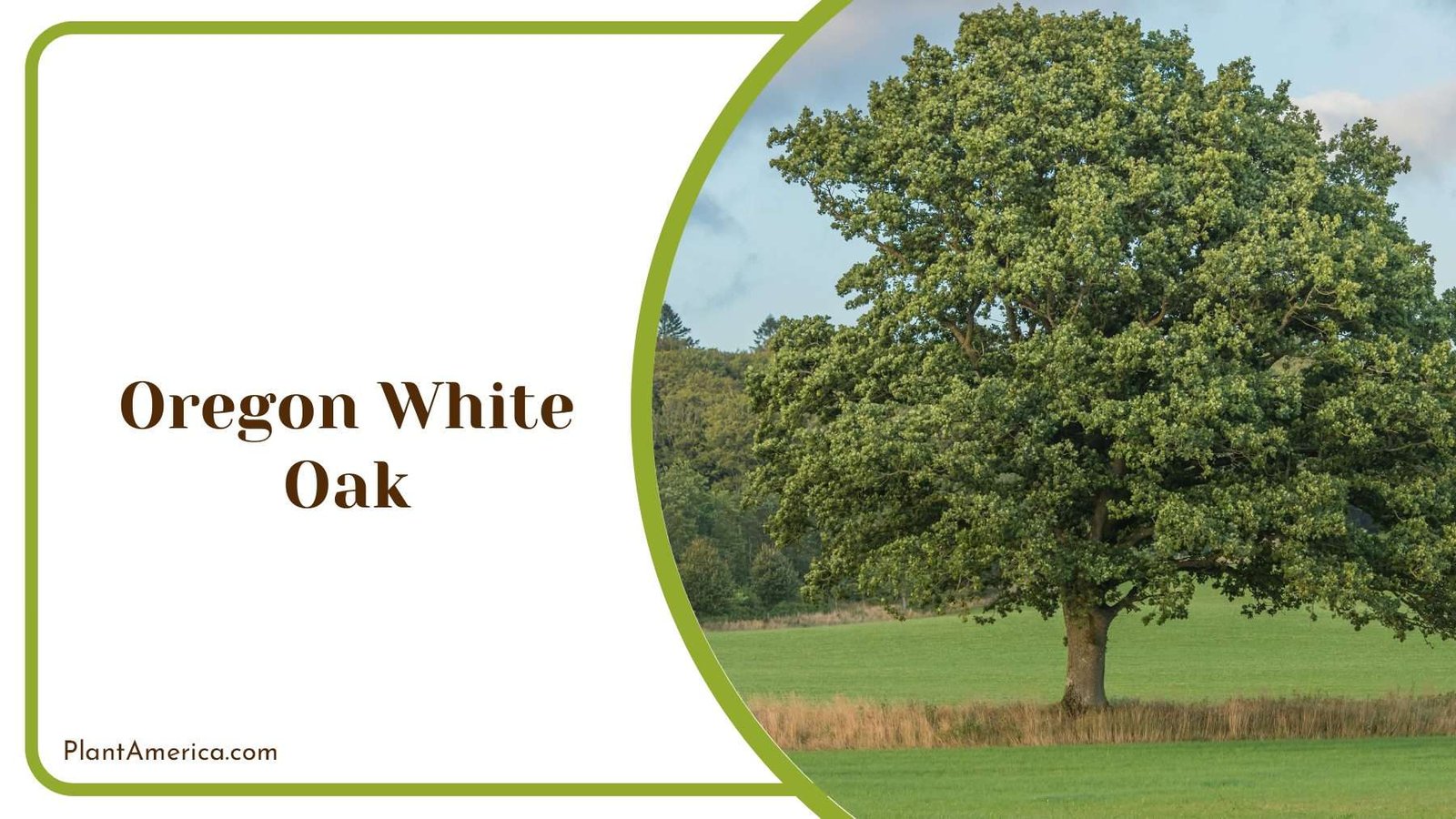 Oregon White Oak Field Plant America