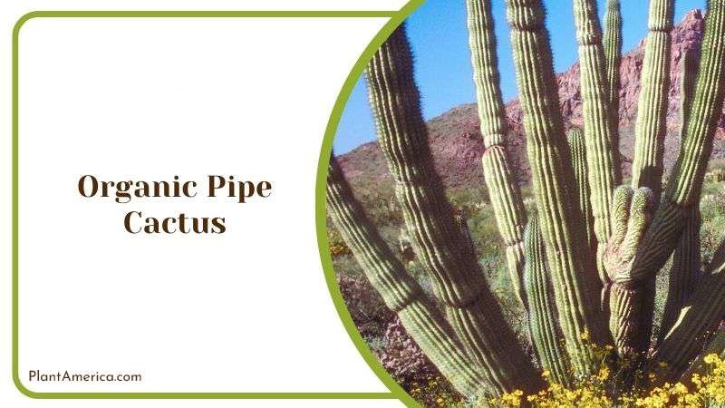 Organic Pipe Cactus or Stenocereus Thurberi Plant America Organic Pipe Cactus or Stenocereus Thurberi Plant America