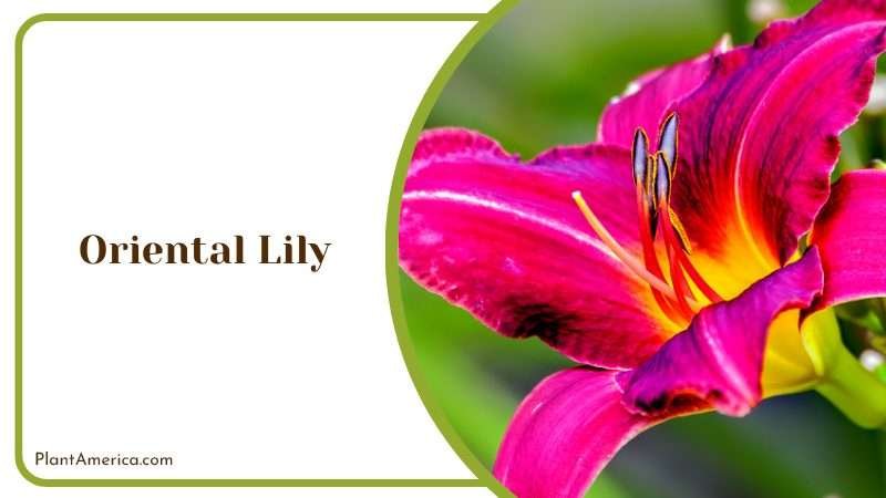 Oriental Lilies in a Serene Garden Pond Plant America