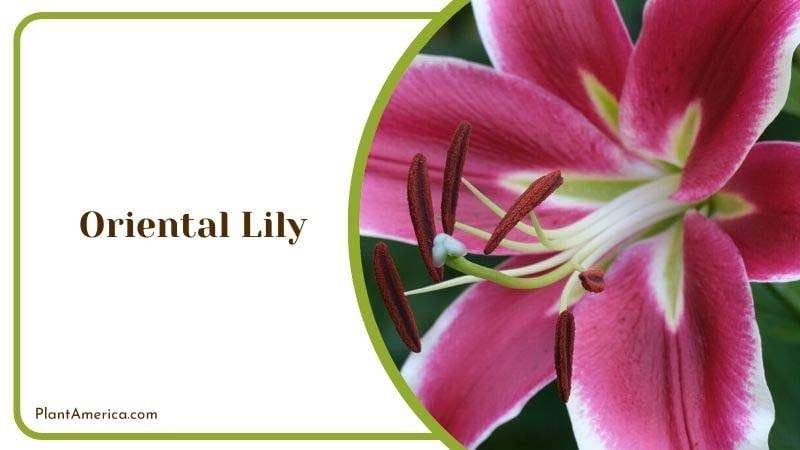 Oriental Lily Plant America