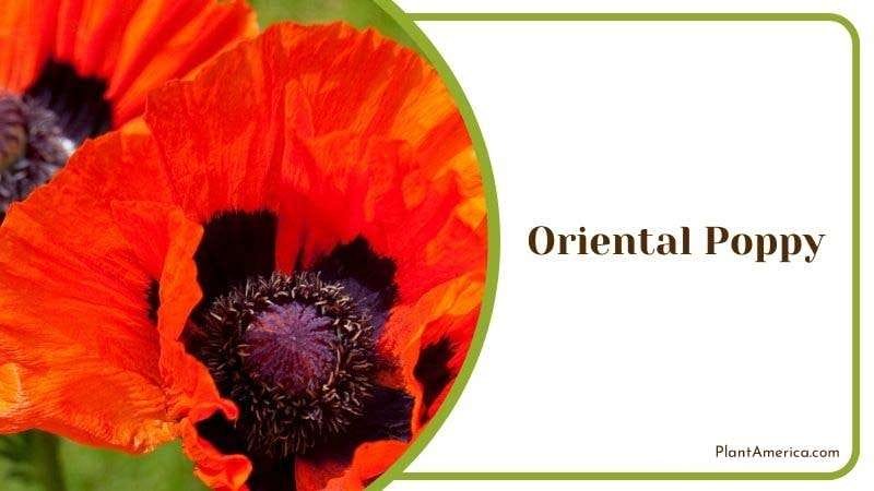 Oriental Poppy Plant America