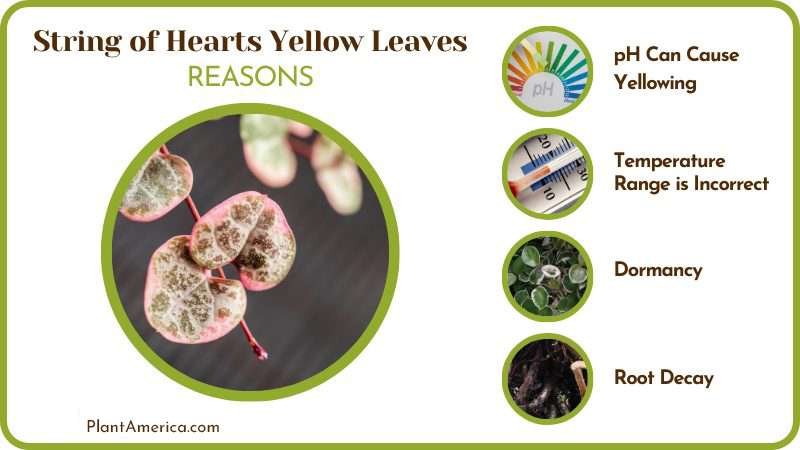 Origin of Yellow Leaves Plant America