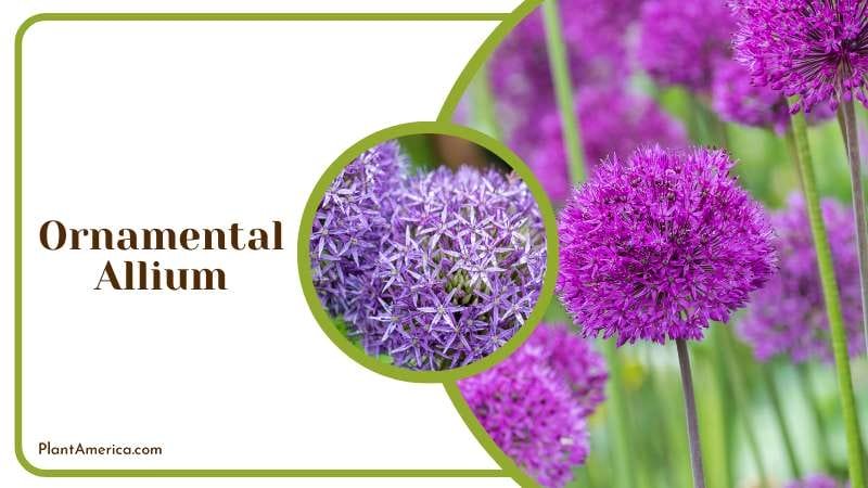 Ornamental Allium with dozens of star shaped flowers Plant America