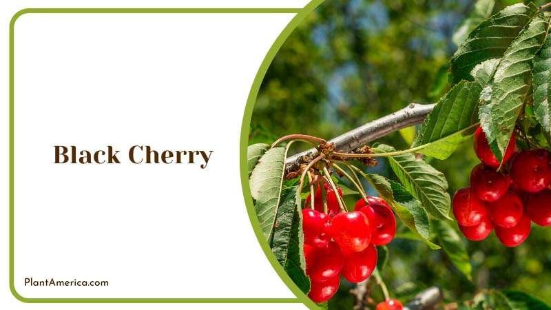 Ornamental Black Cherry Plant America