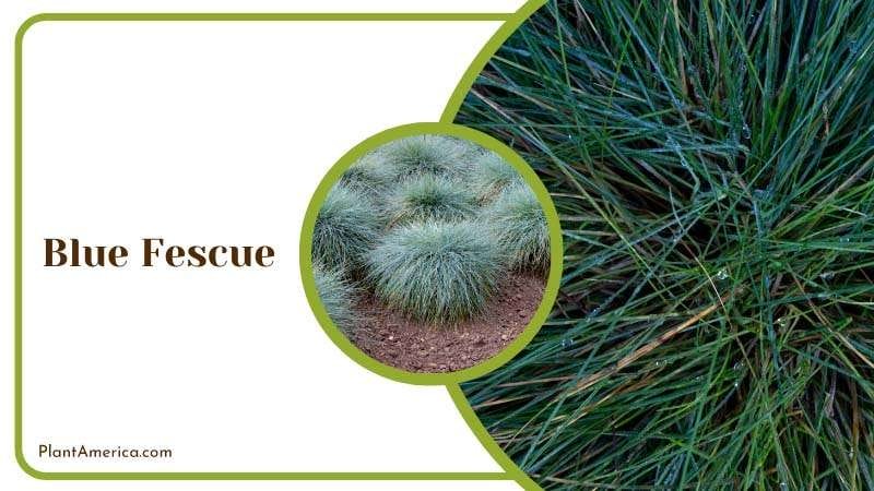 Ornamental Blue Fescue Grass Plant America