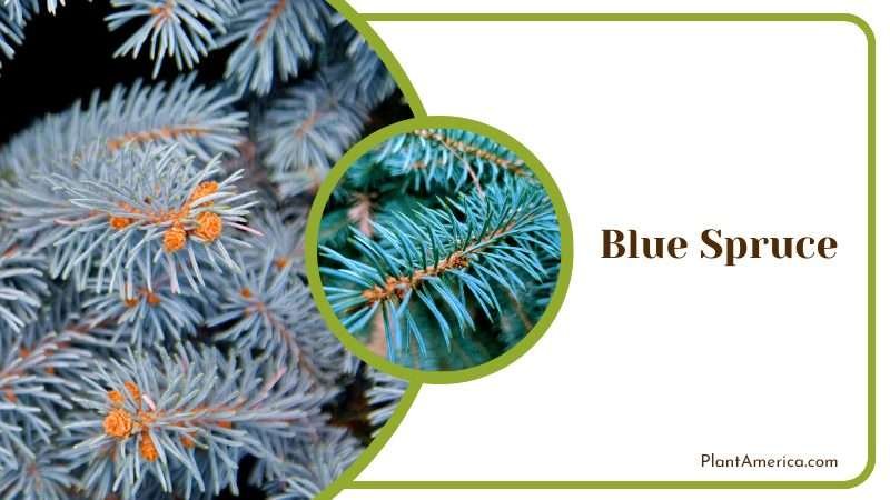 Ornamental Blue Spruce Tree Plant America
