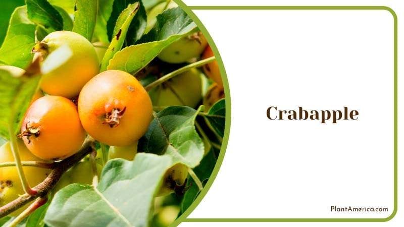 Ornamental Crabapple Trees Plant America
