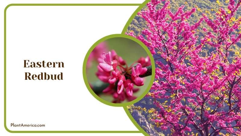 Ornamental Eastern Redbud Tree Plant America Ornamental Eastern Redbud Tree Plant America
