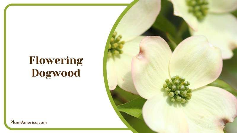 Ornamental Flowering Dogwood Tree Plant America