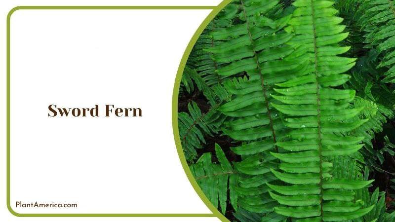 Ornamental Foliage of Sword Fern Plant America Ornamental Foliage of Sword Fern Plant America