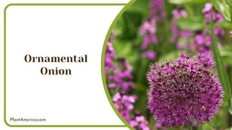 Ornamental Onion Plant America
