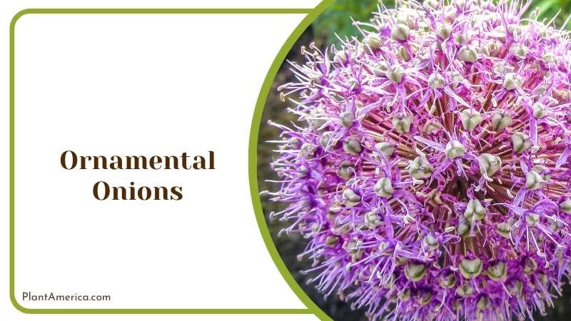 Ornamental Onions Blooms Plant America