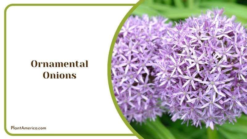 Ornamental Onions Plant America Ornamental Onions Plant America