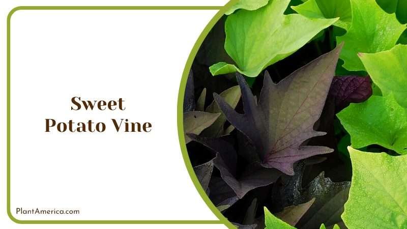 Ornamental Sweet Potato Vine Plant America