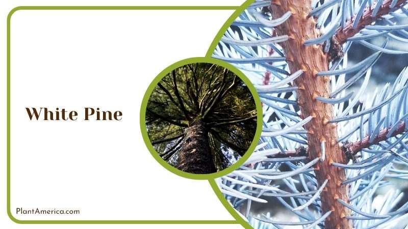 Ornamental White Pine Tree Ornamental White Pine Tree
