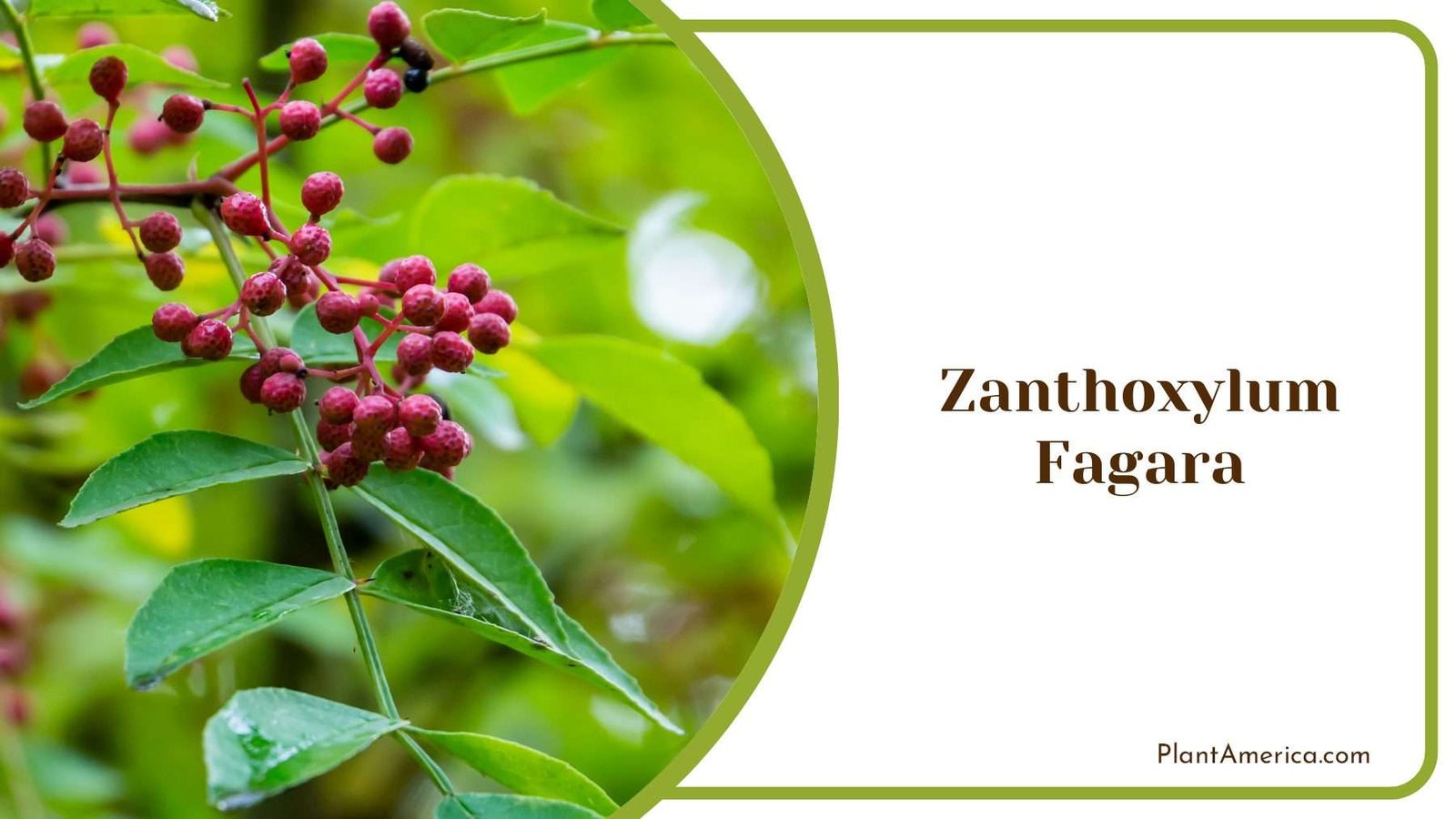 Ornamental Zanthoxylum Fagara PlantAmerica