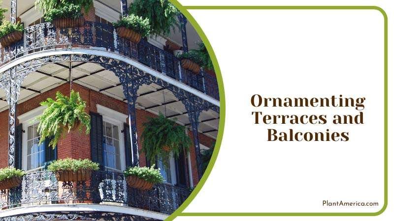 Ornamenting Terraces and Balconies Plant America