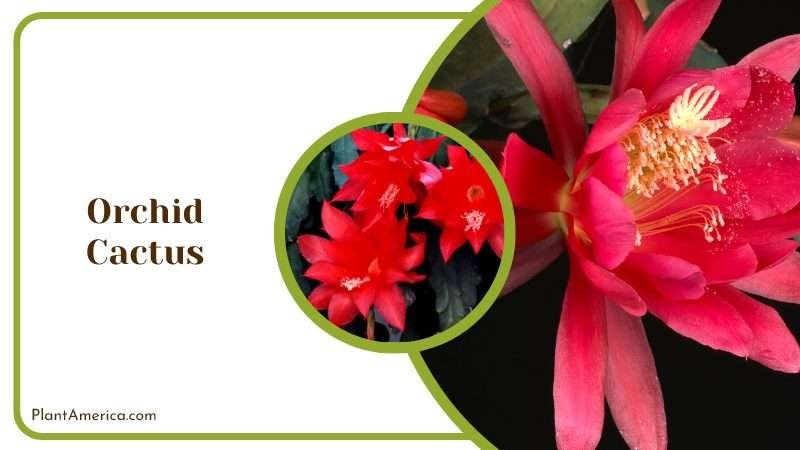 Ornate Orchid Cactus Blooms Plant America