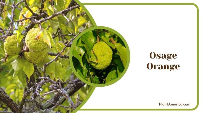Osage Orange weirdly looking fruit Plant America