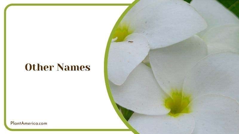 Other Common Names for Plumeria Plant America