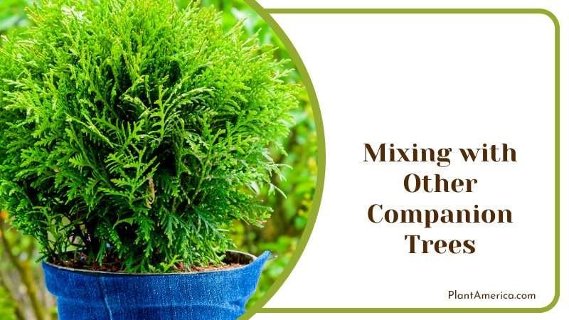 Other Companion Trees with Cypress Plant America