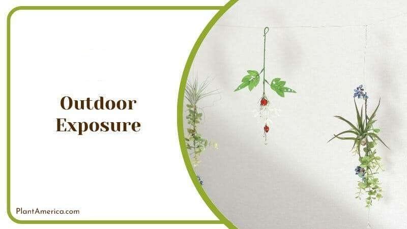 Outdoor Exposure PlantAmerica