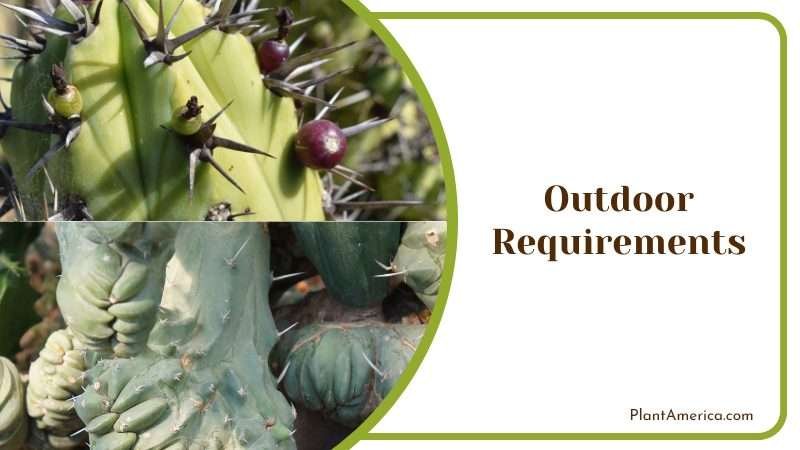 Outdoor Myrtillocactus Geometrizans Plant America