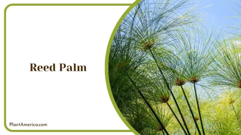 Outside Reed Palm Plants Plant America Outside Reed Palm Plants Plant America