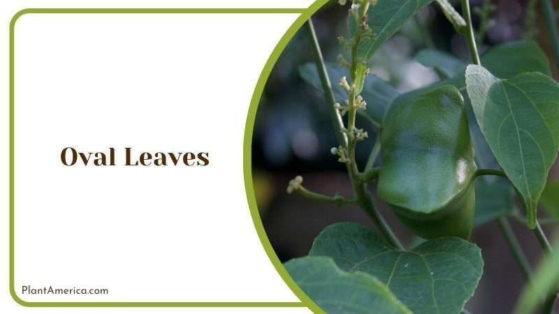Oval Leaves Plant America