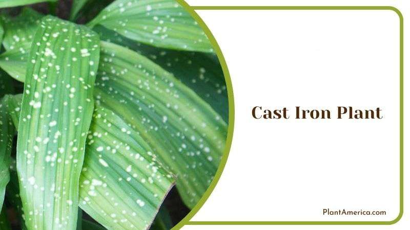 Oval Leaves of Cast Iron Plant Plant America Oval Leaves of Cast Iron Plant Plant America