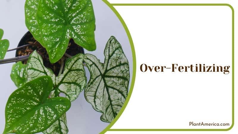 Over Fertilizing Your White Christmas Caladium Plant America