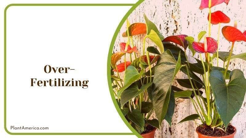 Over fertilized Anthurium Cutucuense ~ Plant America Over fertilized Anthurium Cutucuense ~ Plant America