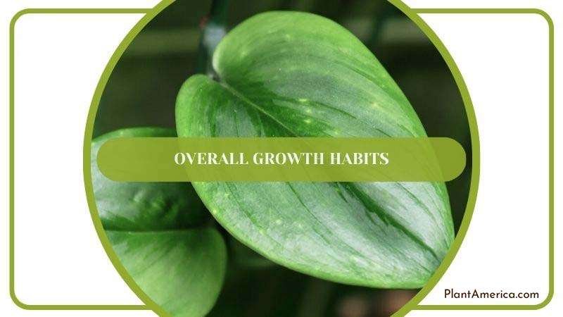 Overall Growth Habits of Scindapsus Plant America Overall Growth Habits of Scindapsus Plant America