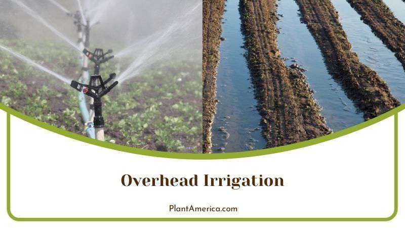 Overhead Irrigation of Strawberry Plant America