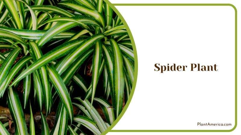 Overhead View of Potted Spider Plants Plant America Overhead View of Potted Spider Plants Plant America