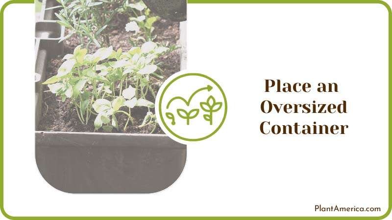 Oversized Container Over Potted Plants Plant America